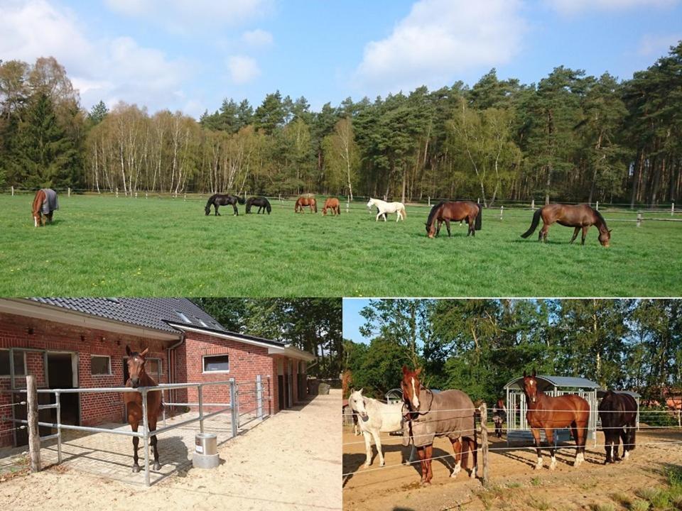 Aktivstall Soltau Luaran gambar